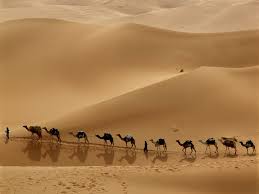 camel_train